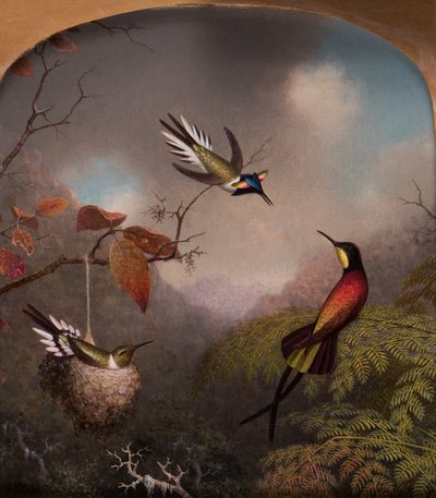 Colibris : Deux "Sungems" et un "Topaze cramoisi" - Martin Johnson Heade